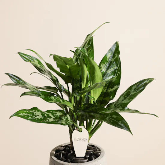 Beautiful Aglaonema Maria Plant