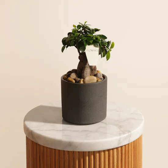 Emerald Serenity Ficus Ginseng
