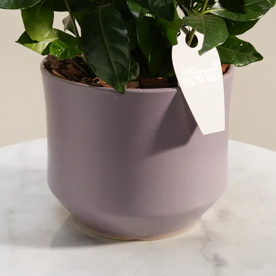 Dreamlight Gardenia Plant