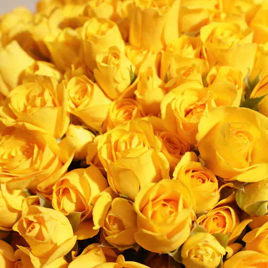 Sunshine Yellow Baby Rose Vase