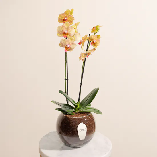Super Dad Orchid Plant