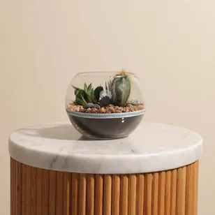 Cactus Open Terrarium Bowl