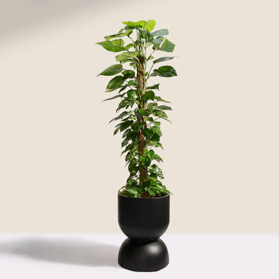 Lush Green Big Epipremnum Plant