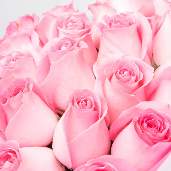 Rose Revival | Pink Wrap
