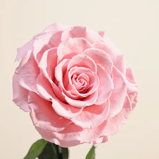Pink Single Preserved Rose Dome
