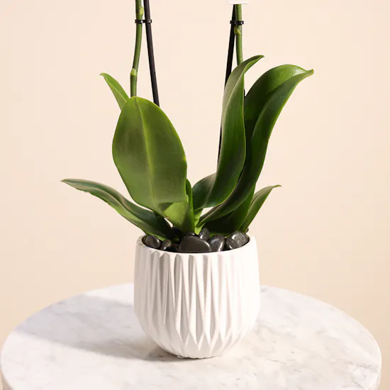 Ravello Orchid Plant | Source of kindness