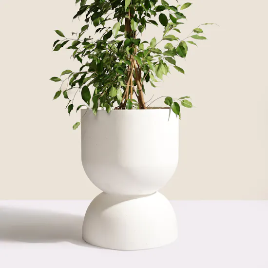 Elegant Big Ficus Exotica Plant