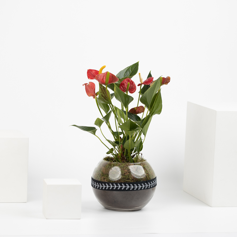 Anthurium Summer Love Plant