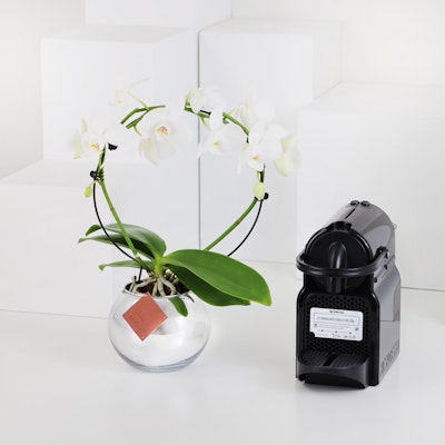 Nespresso Inissia Black | Orchid Beauty