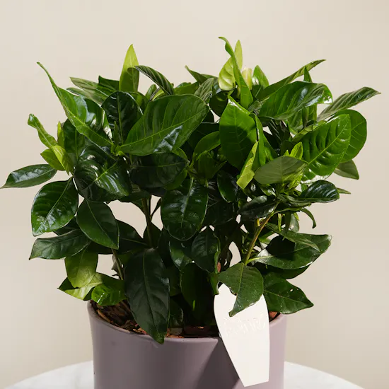 Dreamlight Gardenia Plant