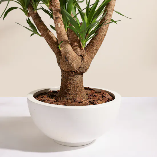 Charm Green Yucca Elephantipes Plant