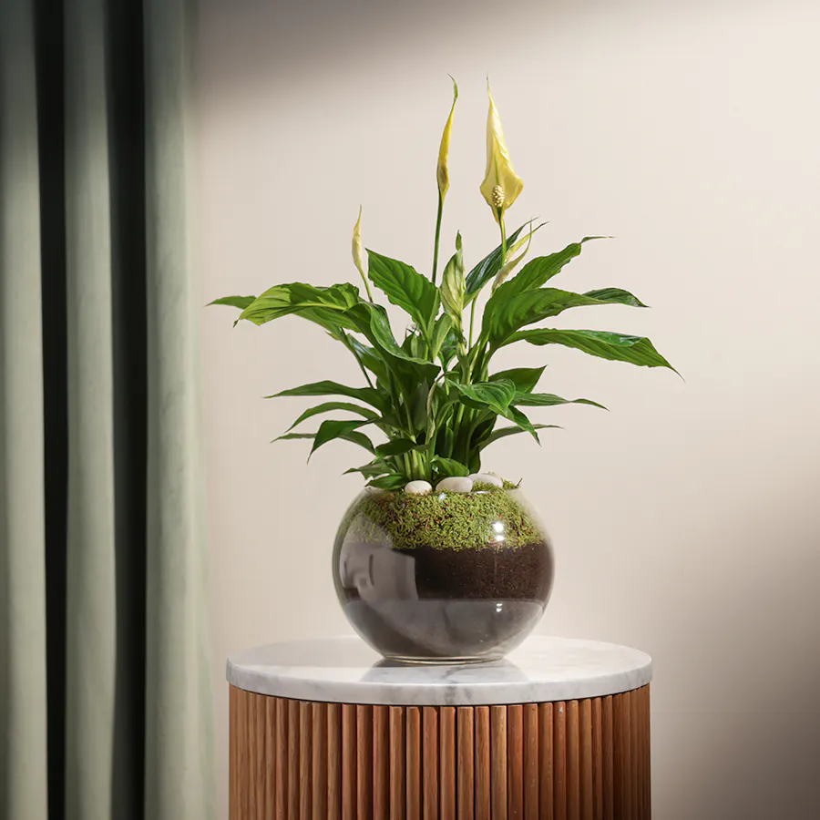 Gorgeous | Yellow Peace Lily 2