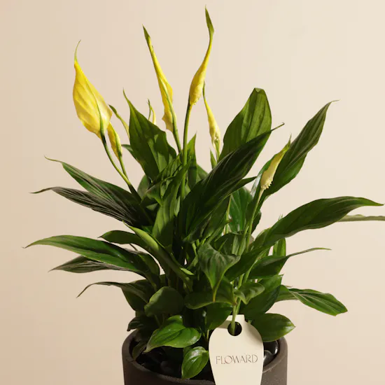 Elegant Yellow Spathiphyllum Plants