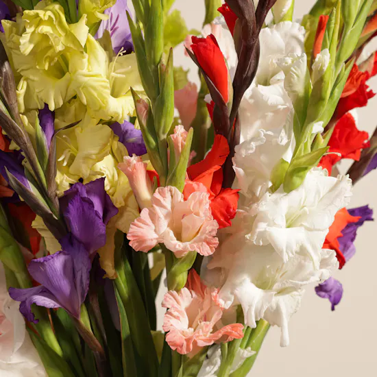 Mixed Color Gladiolus Vase