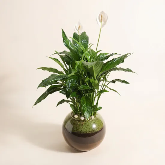 Spathiphyllum Pearl Plant