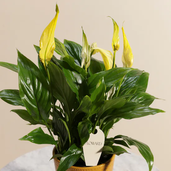 Yellow Spathiphyllum Plant
