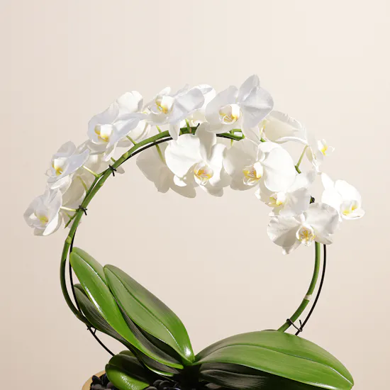 White Phalaenopsis Pot