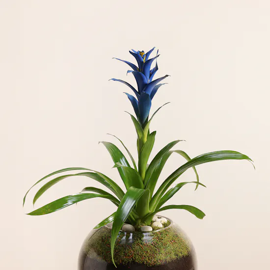 Guzmania Blue