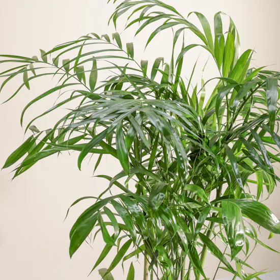 Graceful Big Chamaedorea Seifrizii Palm