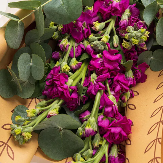 Fuchsia Matthiola | Lootah Saraab EDP