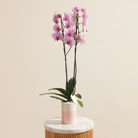 Tall Pink Phalaenopsis Plant