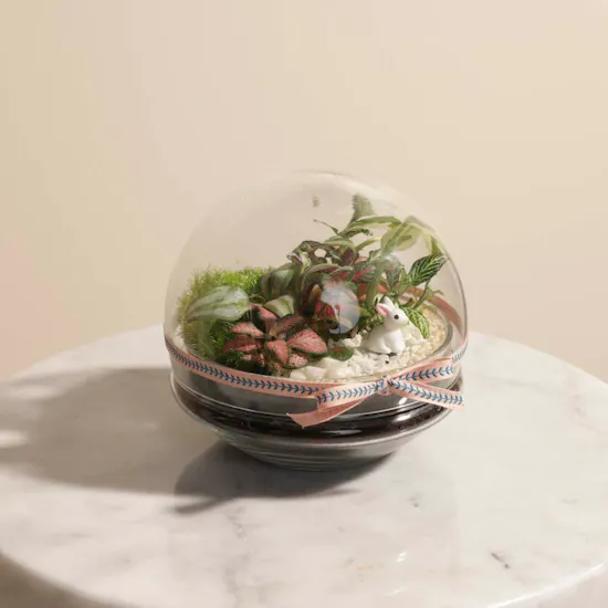 Tropical Dream | Closed Terrarium