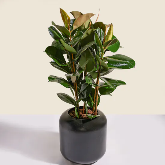 Pure Big Ficus Elastica Plant