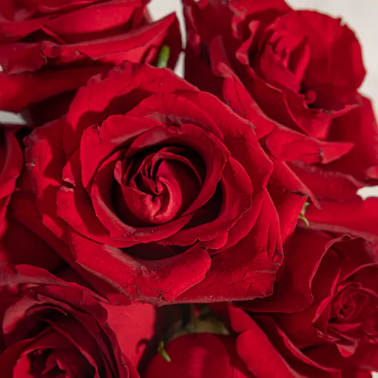 Romance Classic Red Roses Vase