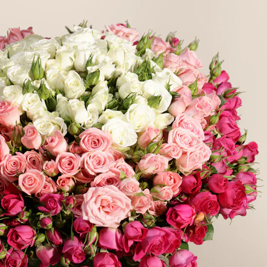 Velvet Radiance Baby Roses Vase | 75 Flowers