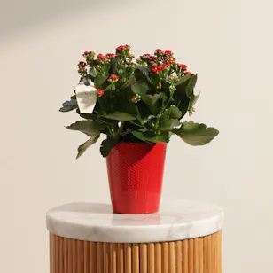 Warm Red Kalanchoe Plant