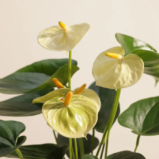 Greenish Yellow Anthurium Plant