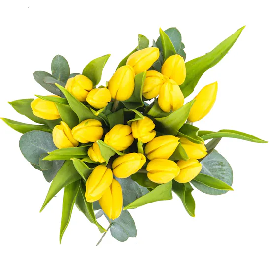 Yellow Tulip | Cylinder Vase