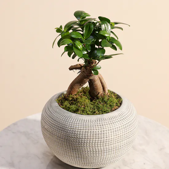 Ficus Microcarpa Ginseng
