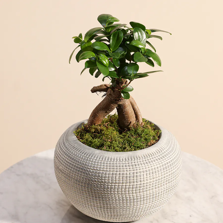 Ficus Microcarpa Ginseng 3