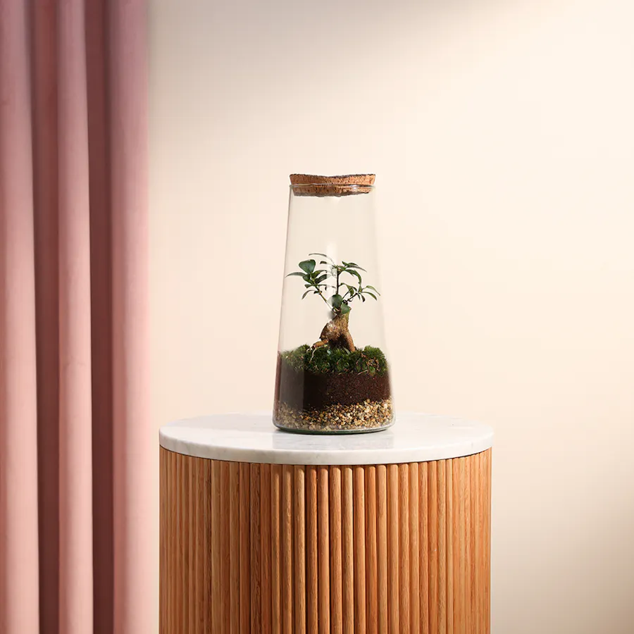 Ficus Microcarpa Inside Succulent 5
