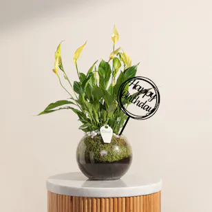 Gorgeous Peace Lily Vase