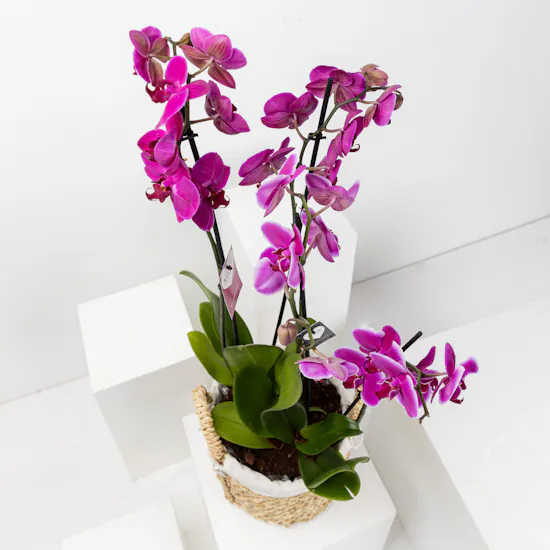 Purple Orchid Plant | Basket