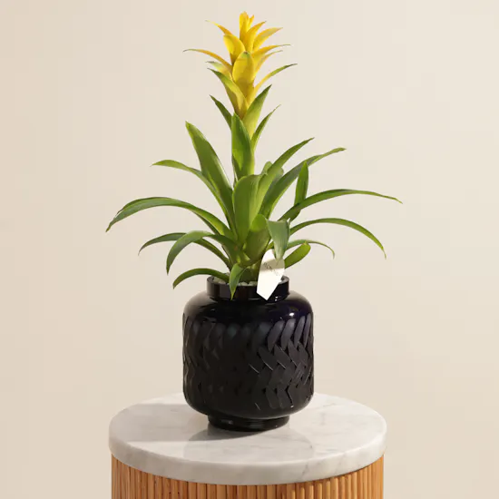 Fancy Yellow Guzmania Plant