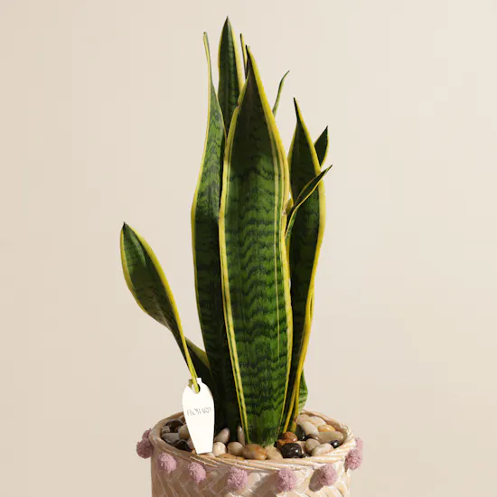 Refreshing Sansevieria Laurentii Plant