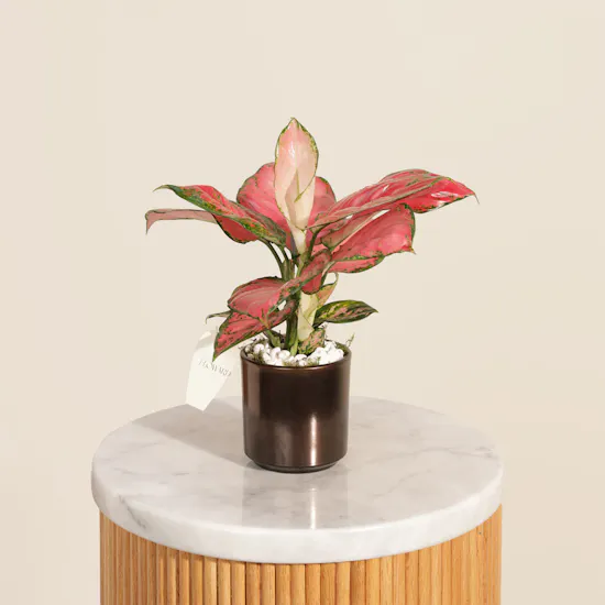 Glowy Aglaonema Red Joy Plant