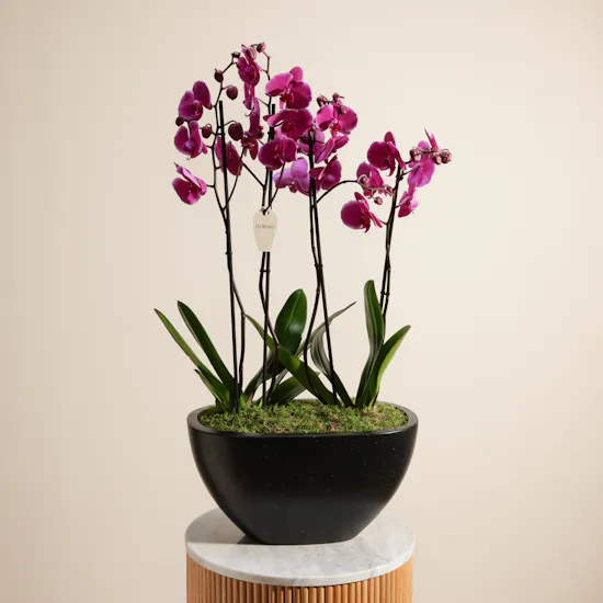 Spark Purple Orchid Plant