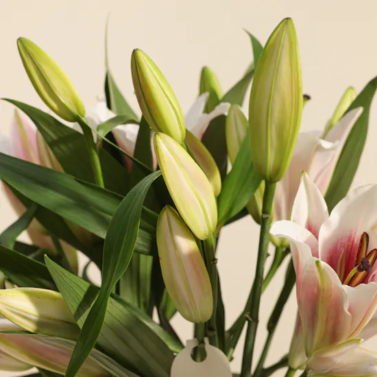 Abucci Classic Chocolate Box | Graceful Flower Vase
