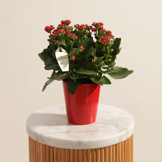 Warm Red Kalanchoe Plant