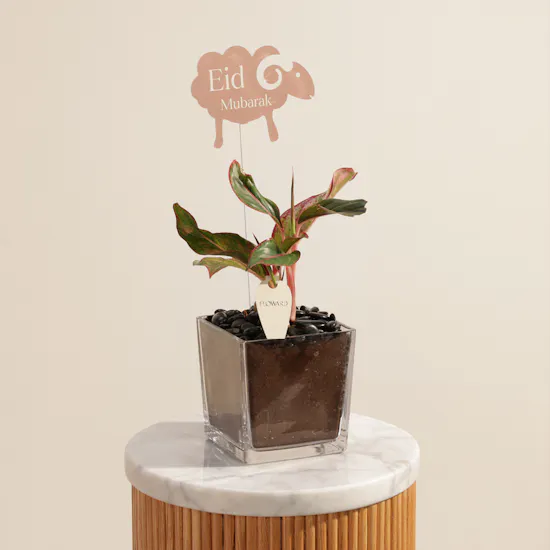 Eid Fiery Red Aglaonema Plant