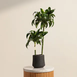 Fantastic Dracaena Fragrans Plant