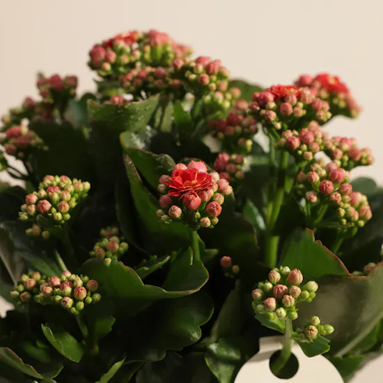 Fantastic Red Kalanchoe Plant