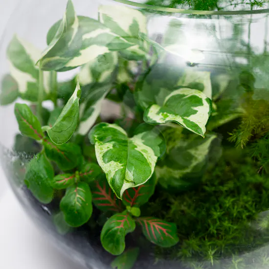 Little Lively Garden | Closed Terrarium