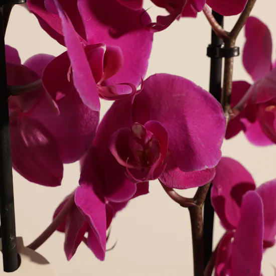 Elegant Purple Phalaenopsis Plant