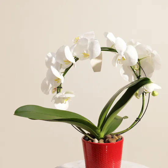 Fancy Bow Shaped White Phalaenopsis Plant