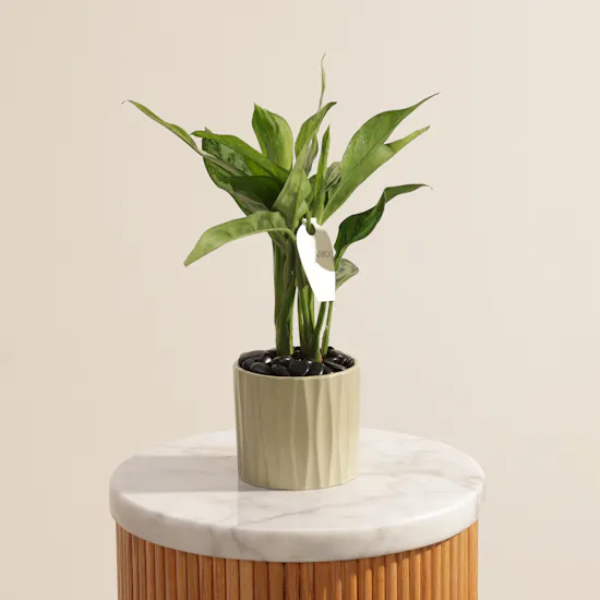 Fancy Aglaonema Maria Plant